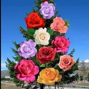 Meet your Posher, Flor